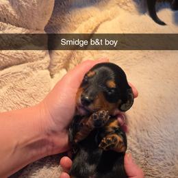 Black and tan (white on chest) - Black and tan male Dachshund puppy in West Plains, Missouri from Spring Creek Dachshunds