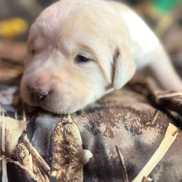 Red- Tan Collar yellow male - Yellow male Labrador Retriever puppy in Moore, Oklahoma from Okiehuntinboyz Labrador Retrievers