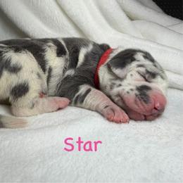 Star - Harlequin female Great Dane puppy in Weatherford, Texas from Oak Bend Danes