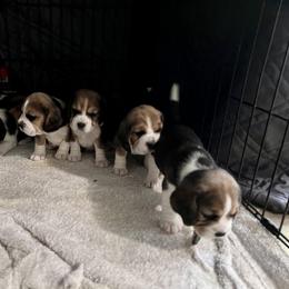 Beagle Puppies from Banashko's Beagles