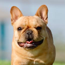 Mini - French Bulldog