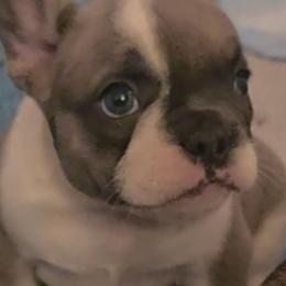 Summit - Fawn and white female French Bulldog puppy in Asheville, North Carolina from MTO KENNELS