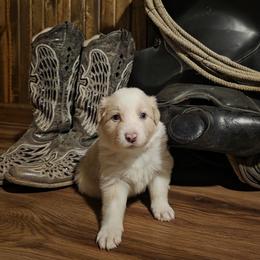 Border Collie puppies from Broken Spur Farm