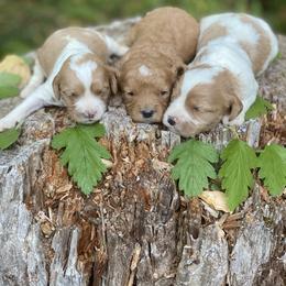 Cavapoo, Cockapoo, and Poodle Puppies from Heavenly puppies to love