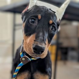 Ziva - Black and rust female Doberman Pinscher puppy in Houston, Texas from Becken Dobermans