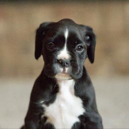 Sweet Annie - Brindle female Boxer puppy in Georgia from Stephanie’s Boxers