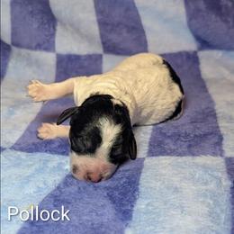 Pollock - Black and white male Cockapoo puppy in Sunset, Louisiana from Cano Cockapoos