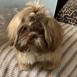 Lil Mikey - Shih Tzu