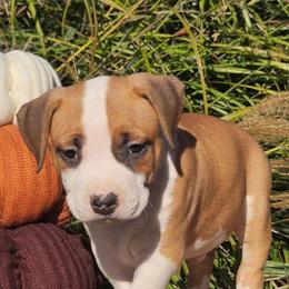 Dion - Red male American Staffordshire Terrier puppy in Clintwood, Virginia from SkyBlue Kennel