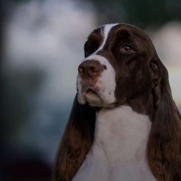 English Springer Spaniels from R6 Kennels