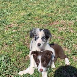 Border Collie and Miniature Australian Shepherd Puppies from RossVegas Kennels