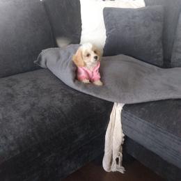 Cavachon and Poodle Puppies from My Furry Friends
