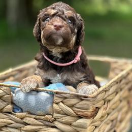 Lyric - Chocolate female Goldendoodle puppy in Sanderson, Florida from Serenity Goldendoodles