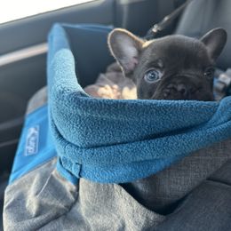 French Bulldog Puppies from Fancy Frenchies