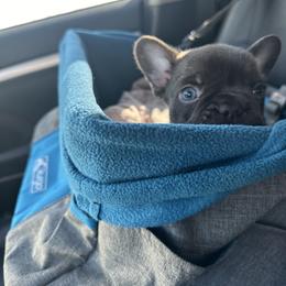 French Bulldog Puppies from Fancy Frenchies