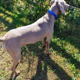 Dallas - Weimaraner