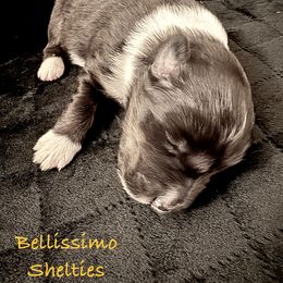 Baby Tri Girl - Black white and tan Shetland Sheepdog puppy in Idaho from Bellissimo Shelties