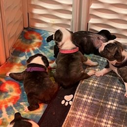 French Bulldog Puppies from Pony Rock Farm