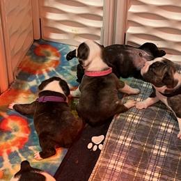 French Bulldog Puppies from Pony Rock Farm