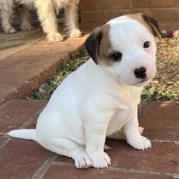 Rocky - White and tan male Russell Terrier puppy in Orange, Virginia from Woodside