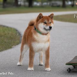 SAITOSHI - Shiba Inu