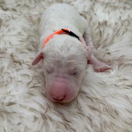 Sprinkles - Cream female Poodle puppy in Otto, North Carolina from Wild Suns Farm