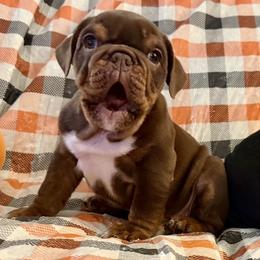 Twinkie girl - Chocolate tri-color female Bulldog puppy in Granada Hills, California from Bliss Bulldogs