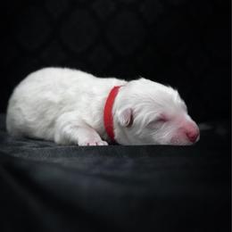 Red Collar Boy - White male Berger Blanc Suisse puppy in Aurora, Colorado from Moonlight Berger Blanc Suisses