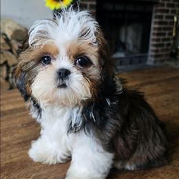 Perla - Brindle female Shih Tzu puppy in Stroudsburg, Pennsylvania from Puppyville Pa Shih Tzu & frenchies