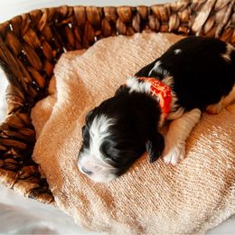 Girl 3 - Black and white female English Springer Spaniel puppy in Mooresville, North Carolina from Third Creek Springers