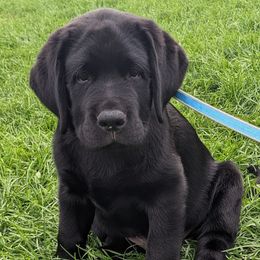 Labrador Retrievers from Adirondack Labradors