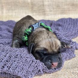 Green-Black collar - Fawn female Cane Corso puppy in Beech Island, South Carolina from Relic Cane Corso