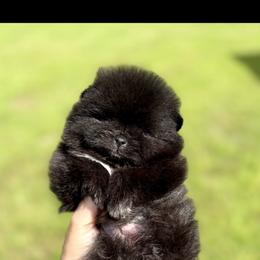 Pomeranian Puppies from Lacey Lawrence