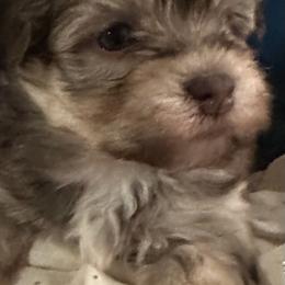 Dove - Chocolate sable female Havanese puppy in Arizona from HavaDoggie