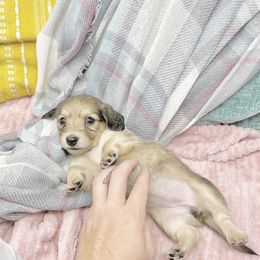 Girl 1 - Dachshund puppy in Newton, Mississippi from KP Dachshunds