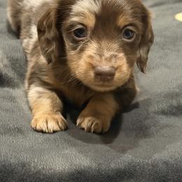 Rolo - Dapple male Dachshund puppy in Kindred, Florida from Redlands Farm