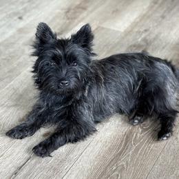 Cedar - Cairn Terrier