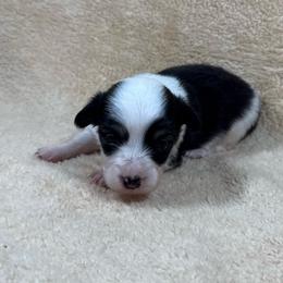 Joy - Black and tan female Pembroke Welsh Corgi puppy in Stillwater, Oklahoma from Steele Family Farms