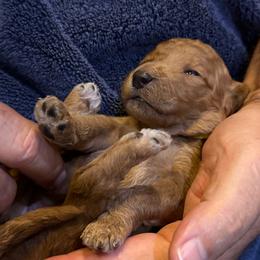 W25 Female Yellow Collar - Red  female Goldendoodle puppy in Cape Coral, Florida from GoldenDoodles Cape Coral