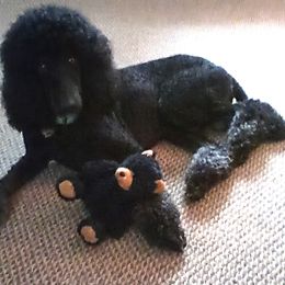 Poodles from Smoky Bear Breeding