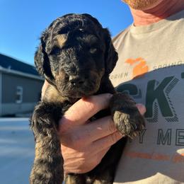 Igor - Black phantom male Aussiedoodle puppy in Berrien Spring, Michigan from Red Bud Beautiful Doodles