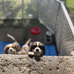 Cavalier King Charles Spaniel Puppies from SHANNON'S CAVALIERS