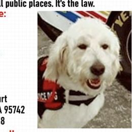 Pierre  - Goldendoodle