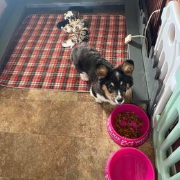 American Corgi and Pembroke Welsh Corgi Puppies from Wyndy Ridge Corgis