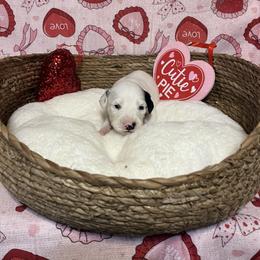 Caraway- Long Coat - White and black male Dalmatian puppy in Claremore, Oklahoma from Lotsofdots Dalmatians