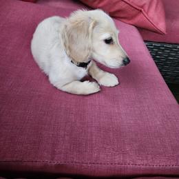 Dachshund Puppies from Northwest Dachshunds
