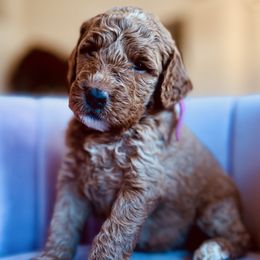Angel - Apricot female Goldendoodle puppy in Lancaster, California from Kid's Best Doodle