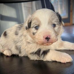 Scarlett - Blue merle female Miniature Australian Shepherd puppy in St.James, Missouri from Vineyard Ridge Mini Aussies