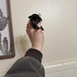 Boy 4 - Black and cream male Dachshund puppy in Rising Star, Texas from Boring Weenies