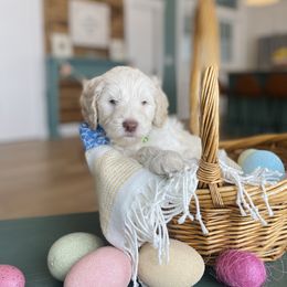 Goldendoodle Puppies from Lakeside Doodles MN